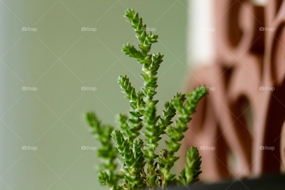 Close-up of a potted plant