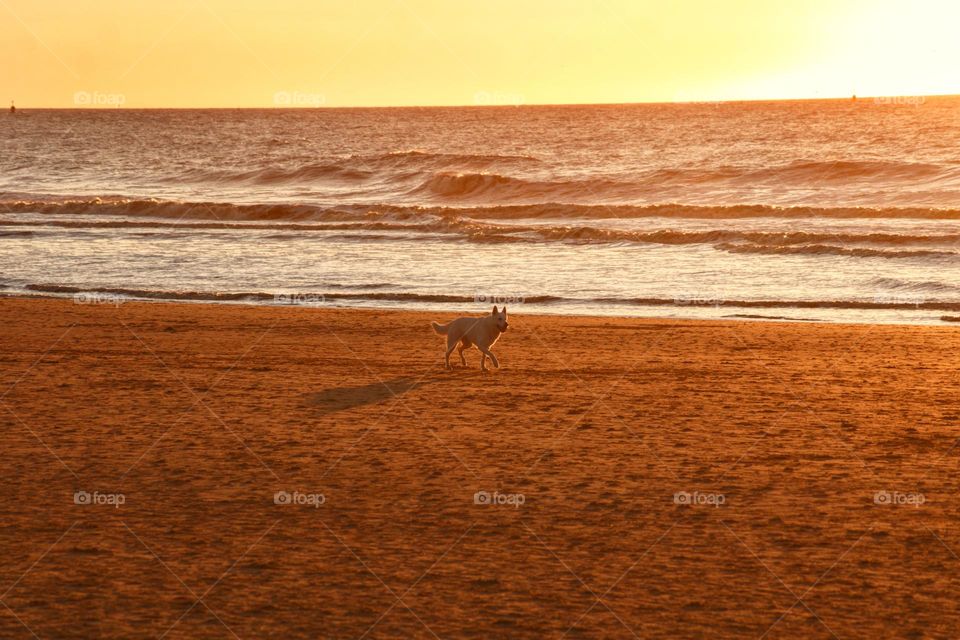 Dog running alone on the beach at golden hour during sunset.