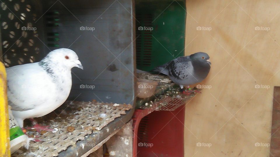 two pigeons on coop.