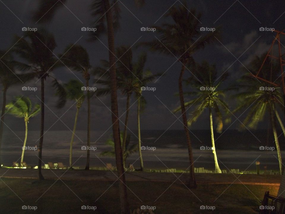 Palms under the moon