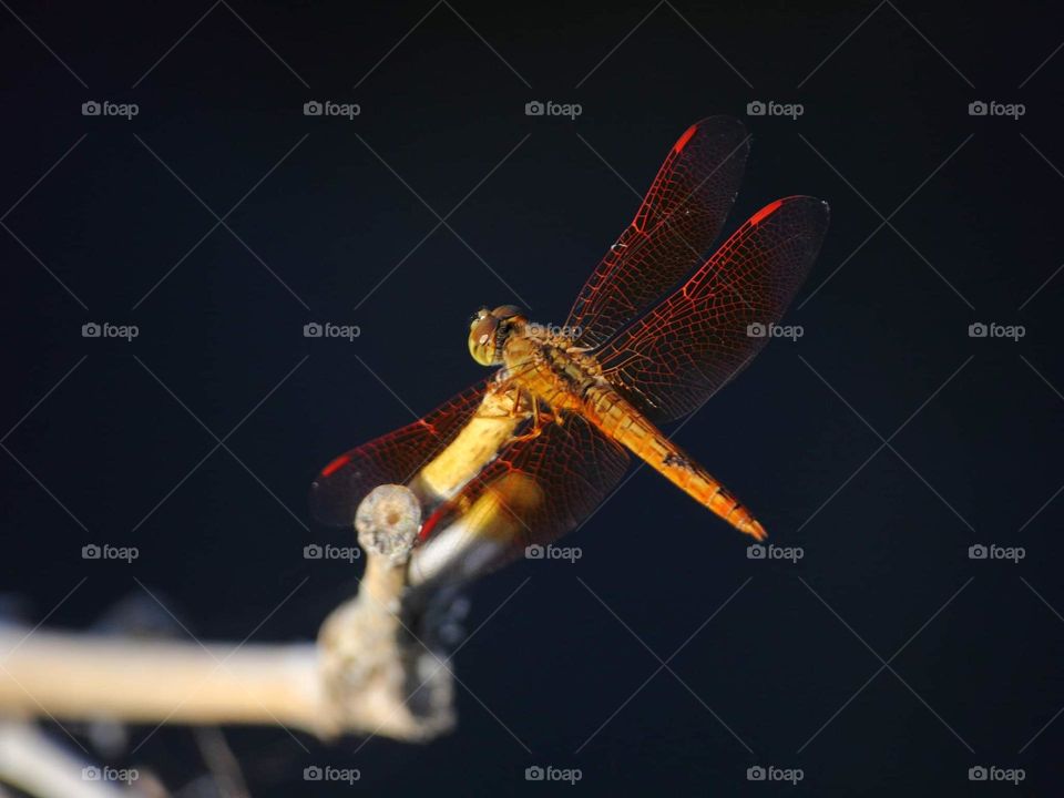 Ditch jewel. Male with the majn character of the topa tail calling appendage shaped with yellow's female one. Red oranje coloured and patrol surround of swamp .