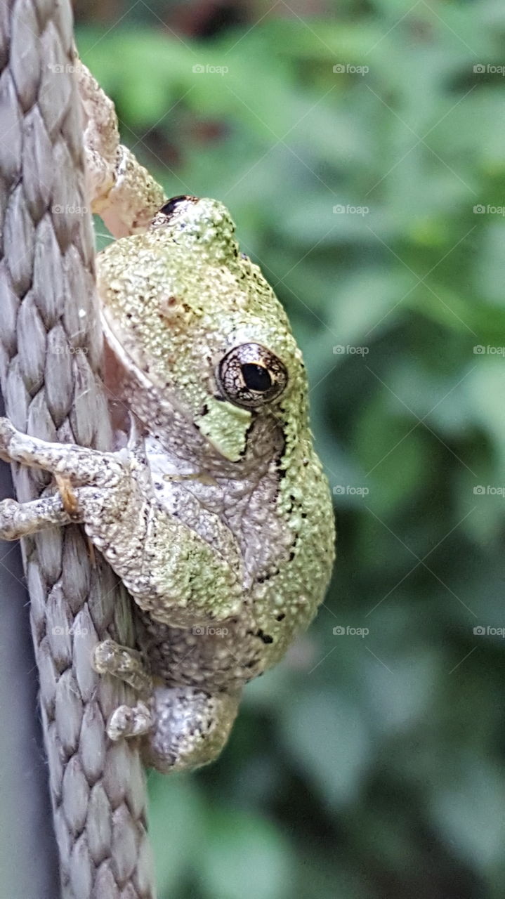 Tree Frog