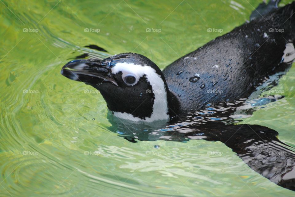 Penguin at the San Diego zoo, California 