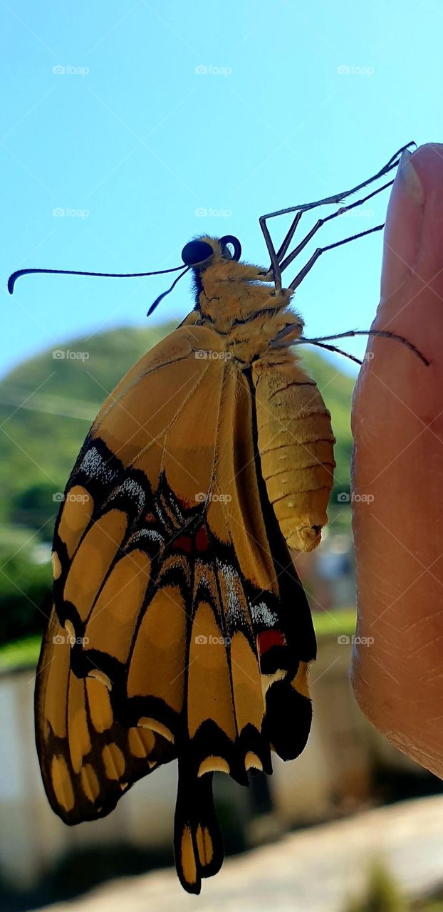 Very striking butterfly, intense yellow and black in color with red-blue spots that make it look very beautiful to look at.