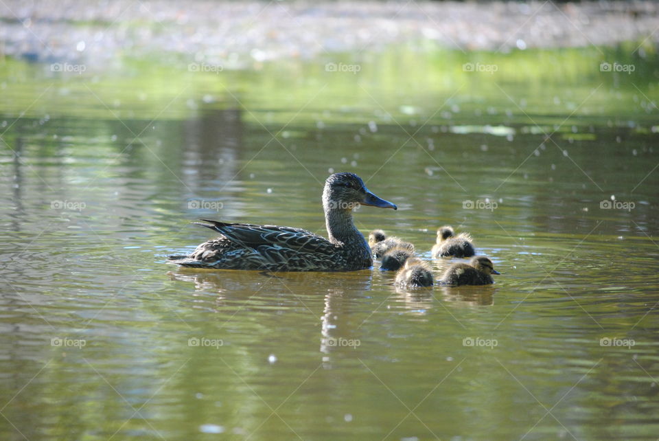 Ducklings 