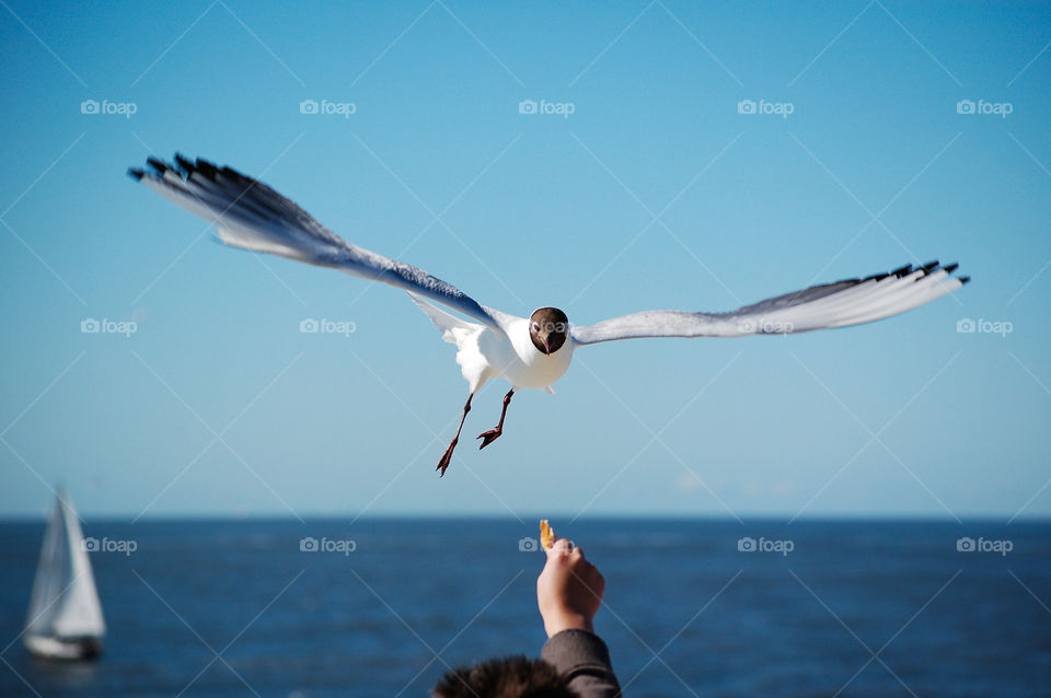 Do not feed the birds