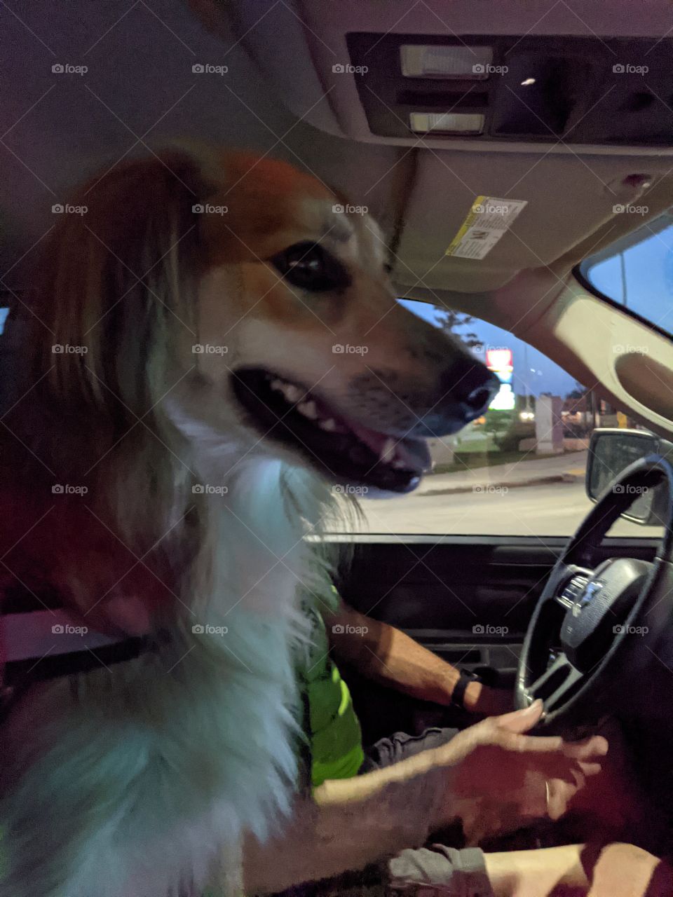 London going to the dog park