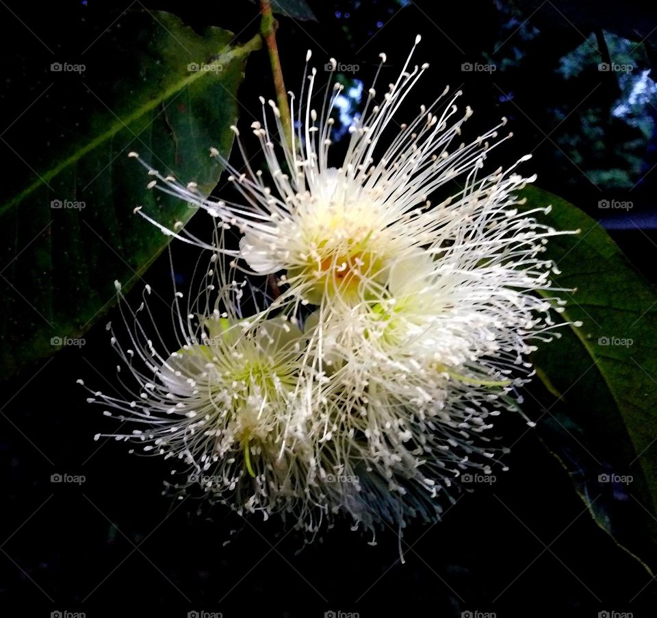 Beautiful flowers in bloom