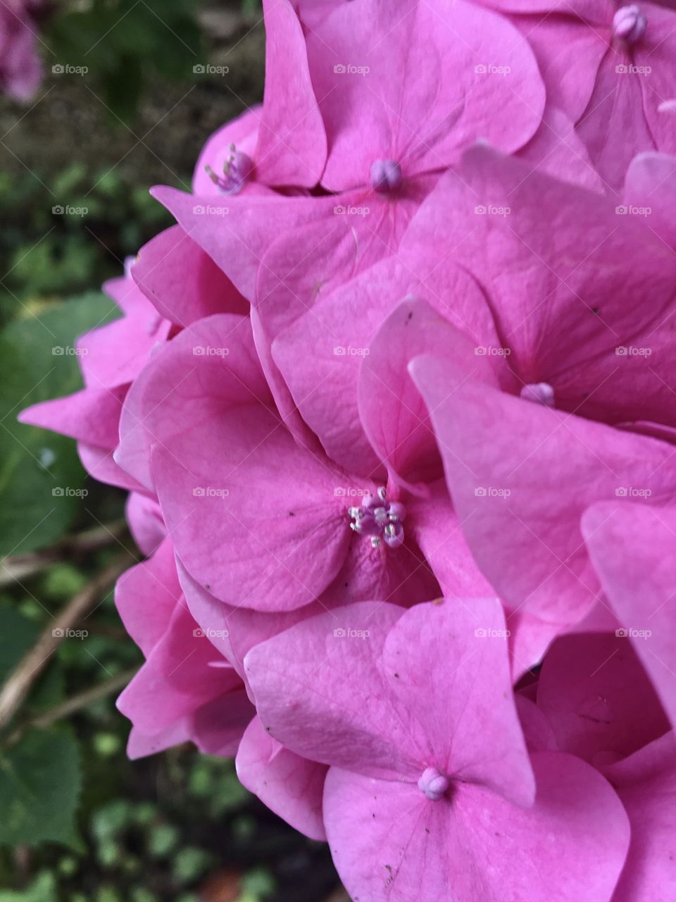 Pink hydrangeas in full blooming