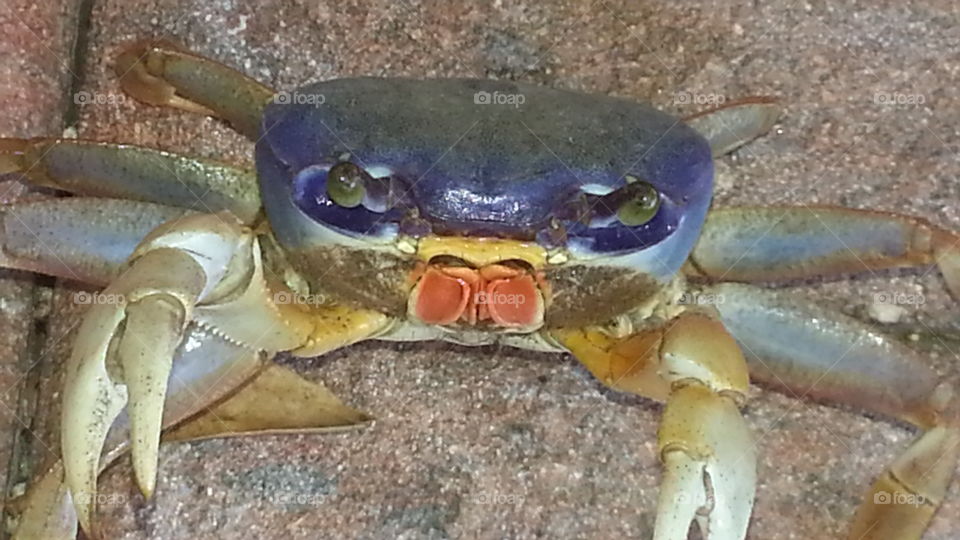 blue crab up close