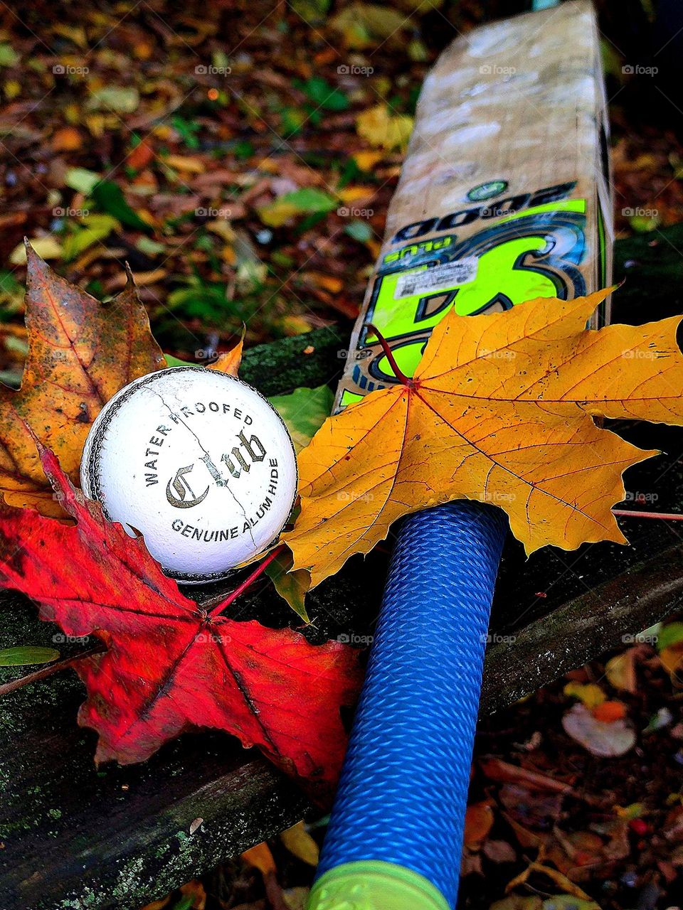 horizontal surface.  Cricket bat and cricket ball with red and orange maple leaves