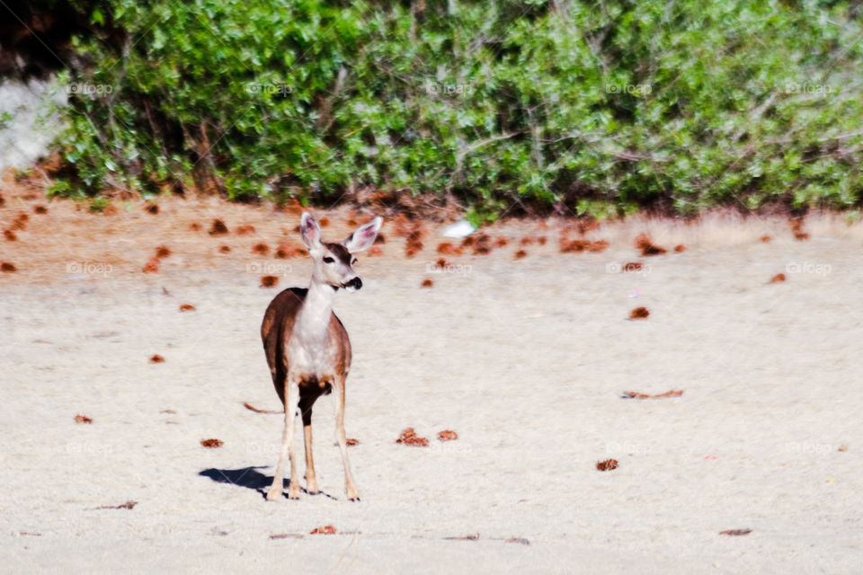 Deer