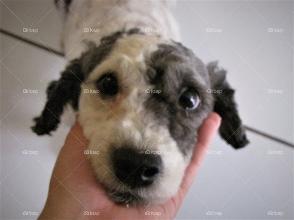 Cute dogs head in palm of hand