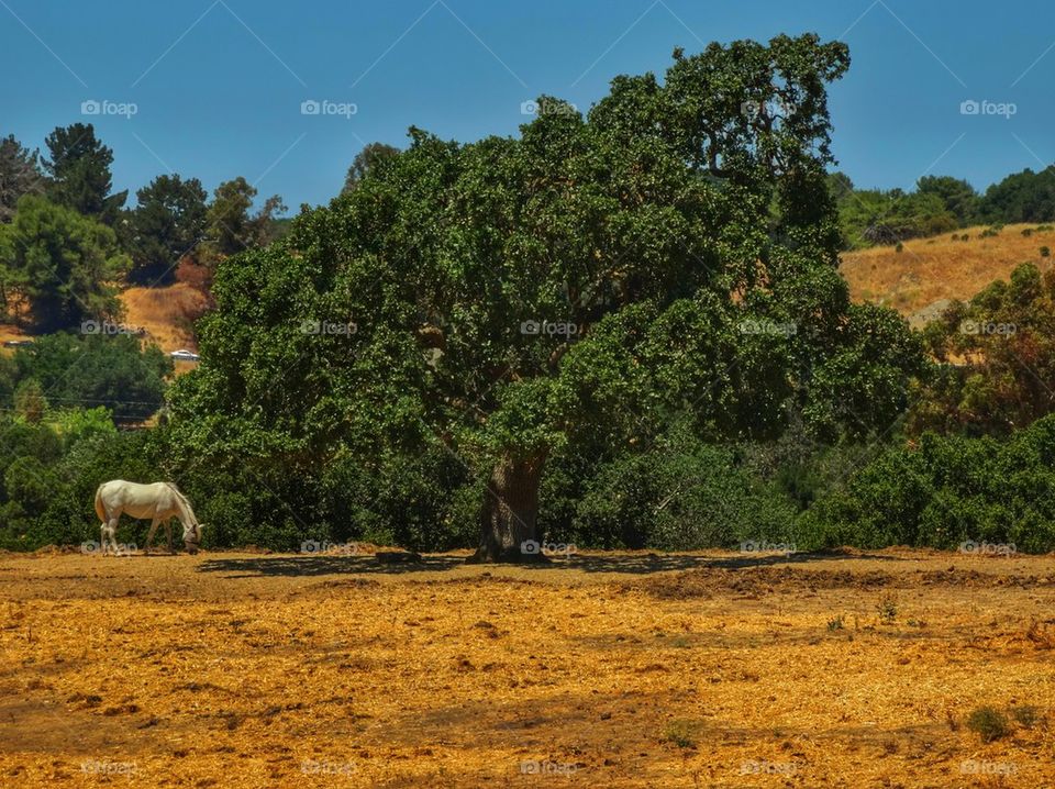 Oak Tree and Horse in California Wine Country