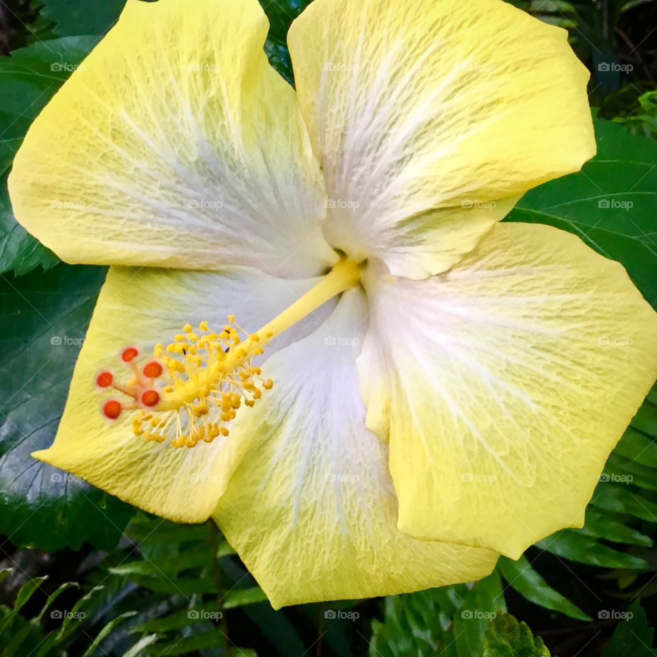 Hibiscus 