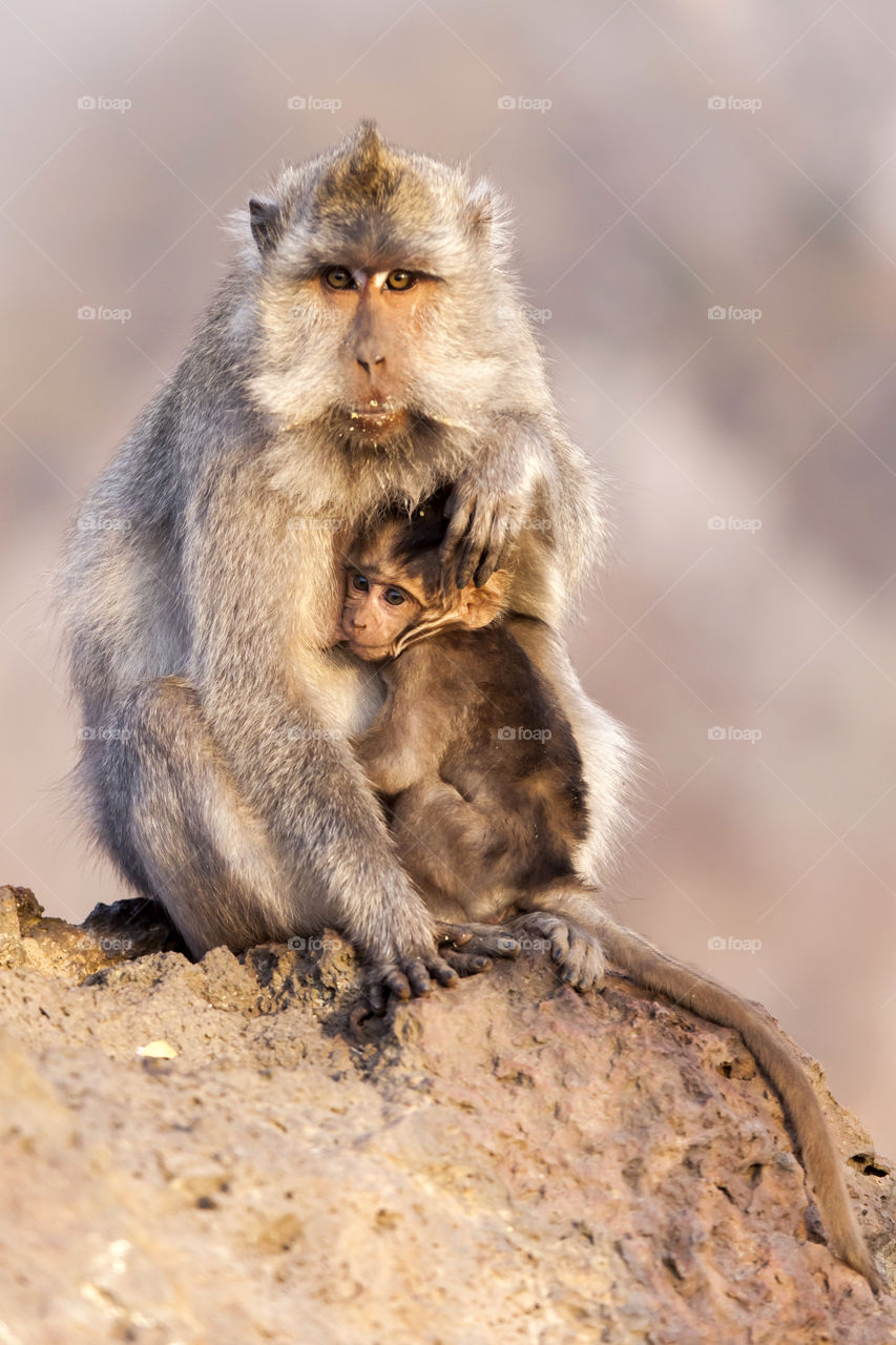 Family of monkeys