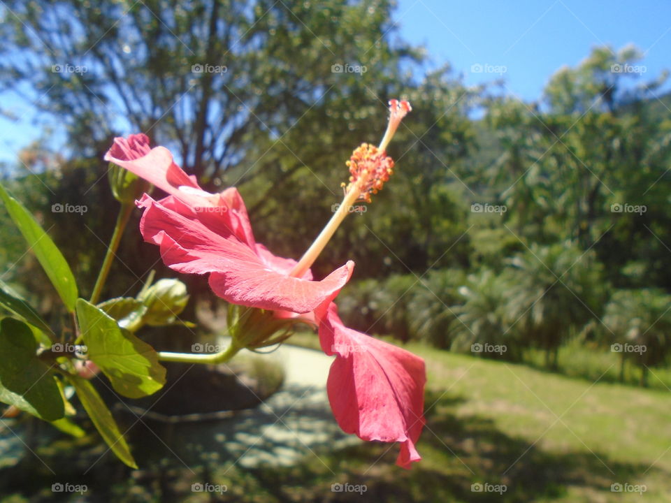 LEAVES, FLOWERS, ENVIRONMENT, PLANT, GARTEN.