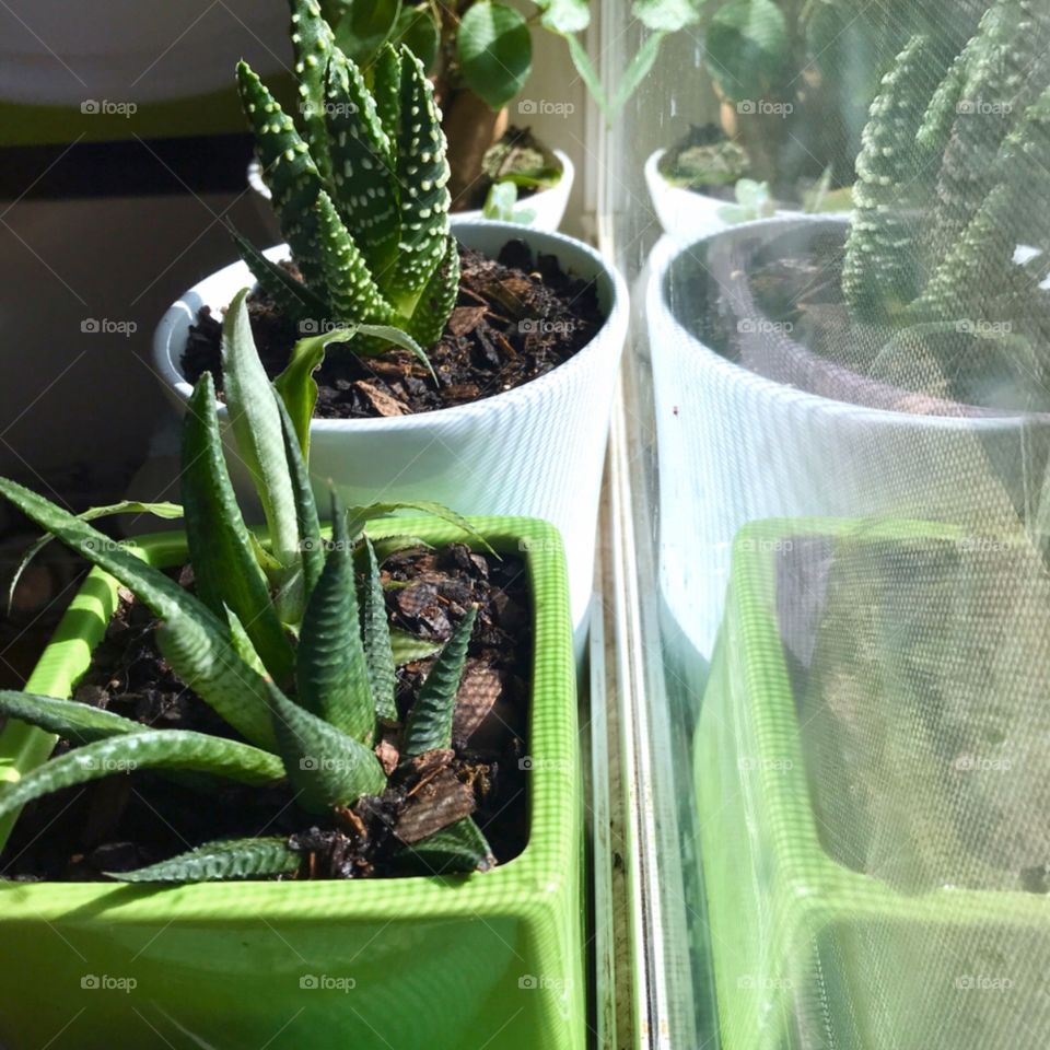 Three potted succulent plants on a window ledge show a reflection of each making it appear like six pots.