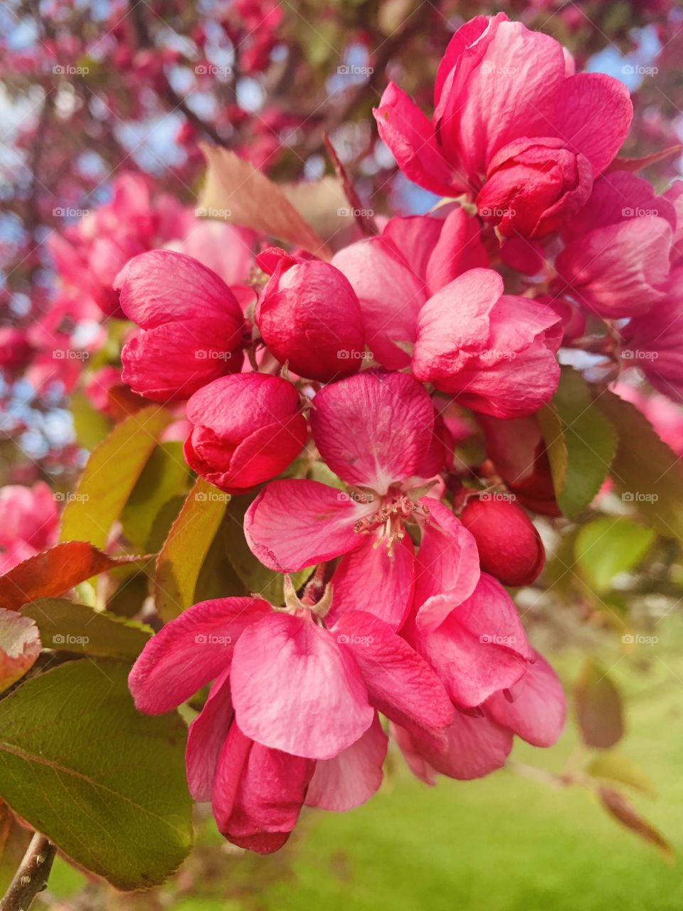 Pretty pink flowers 