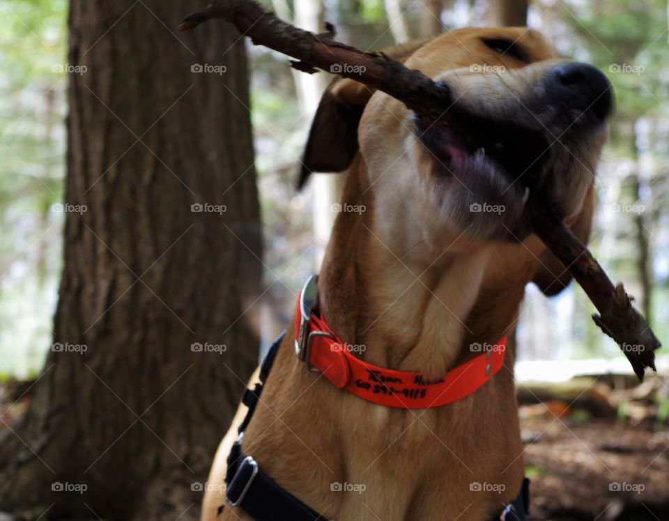 dog chewing on a stick