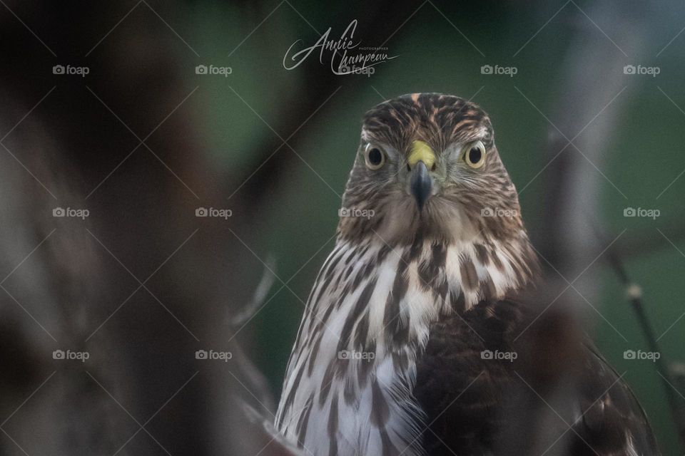 Hawk staring straight at camera wide eyed 