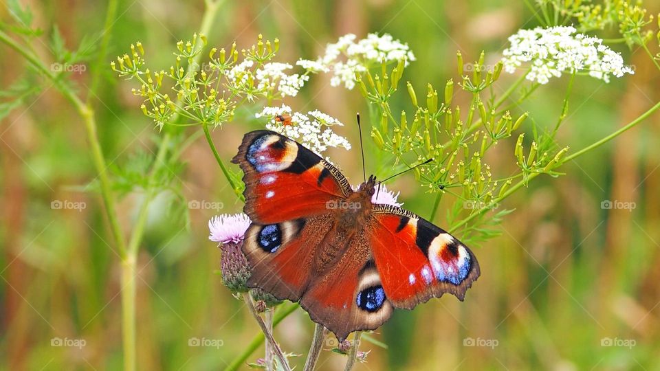 Beautiful and colourful butterfly