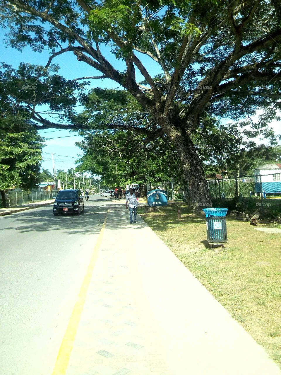 the great sky is blue and and the tree is green and the Man is walking and the car is driving down the street.