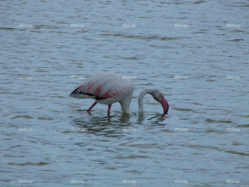this is my second photo to a flamingo