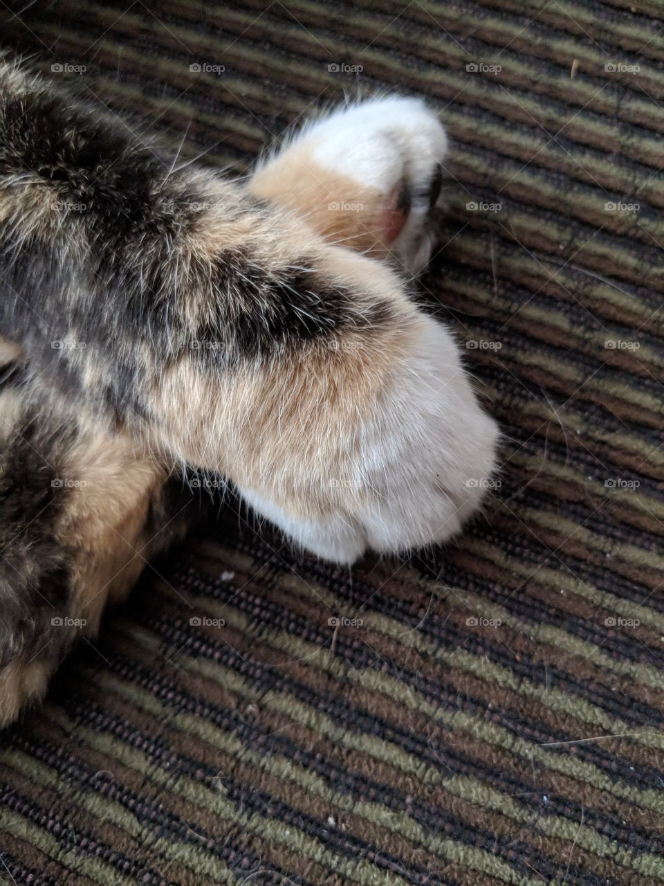 Kitty Toes