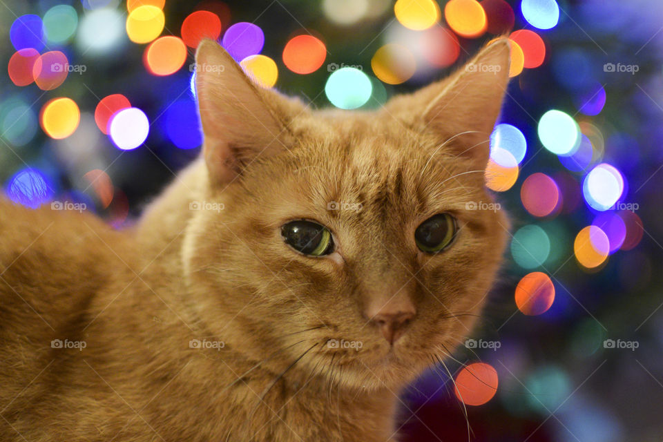 Orange Tabby Cat in front of Christmas Lights 
