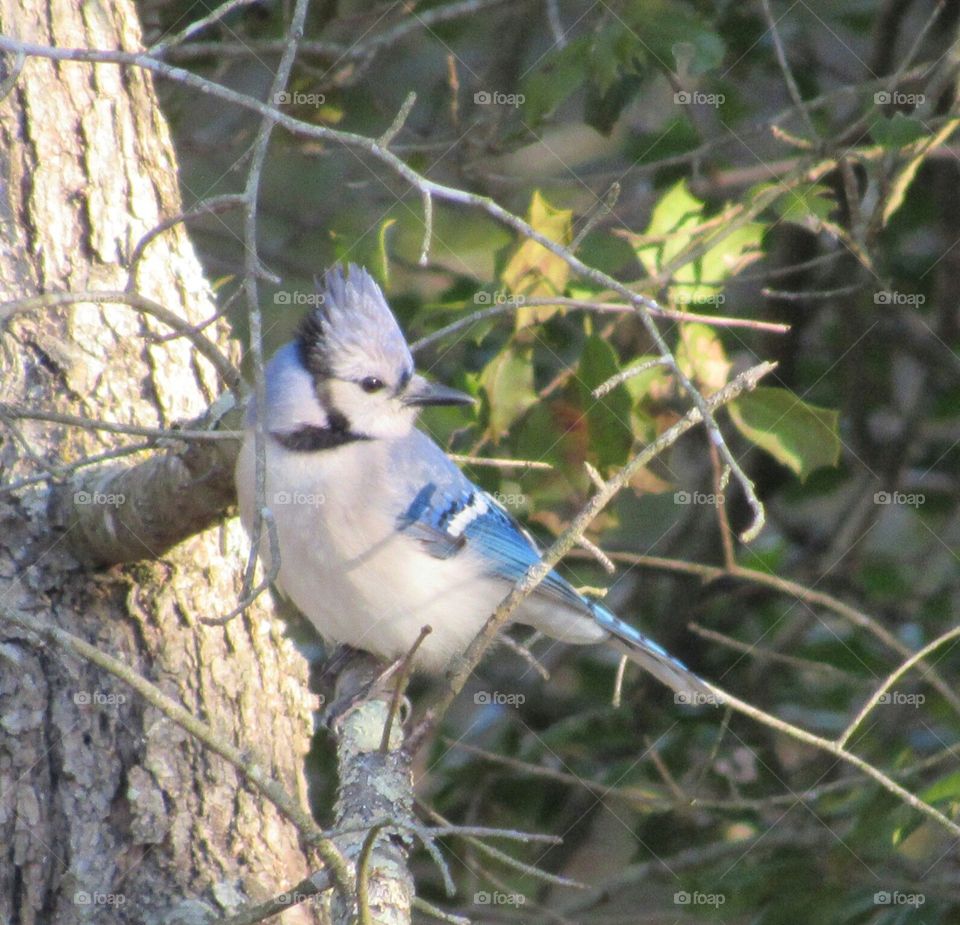 Blue Jay