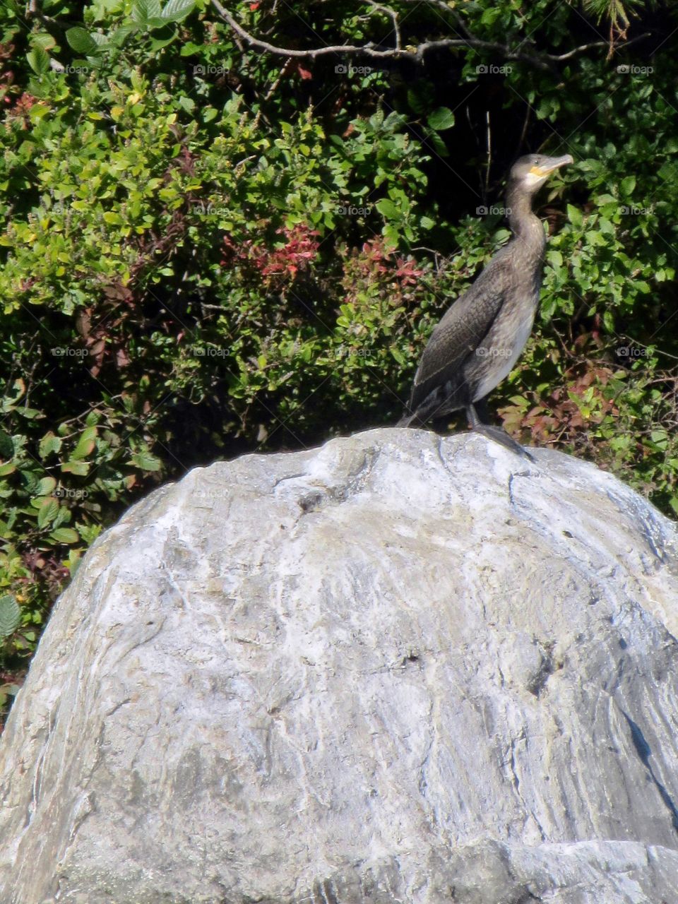 Cormorant Bird on Rock