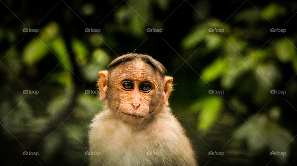 A Story of an indian Monkey whose eyes are more powerfull looking me