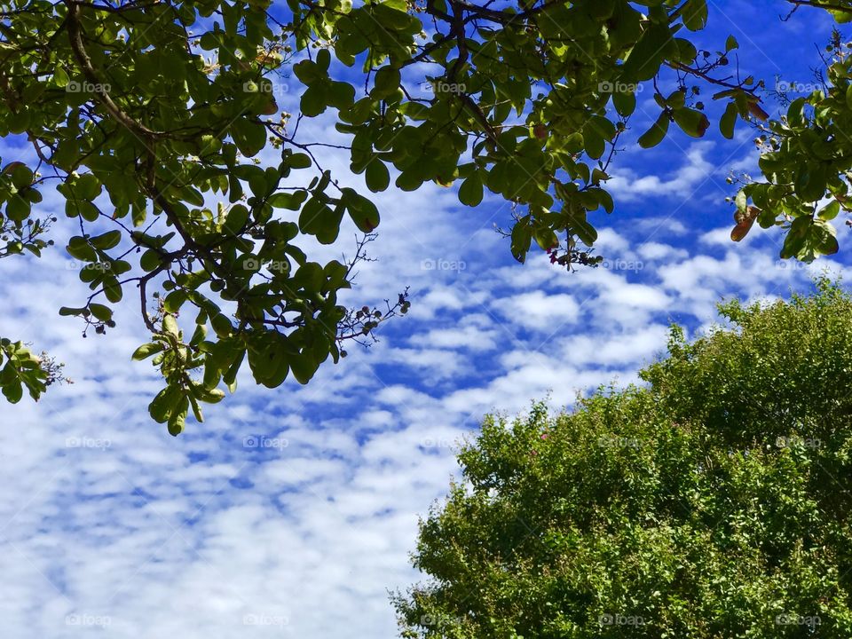 Clouds in The Sky