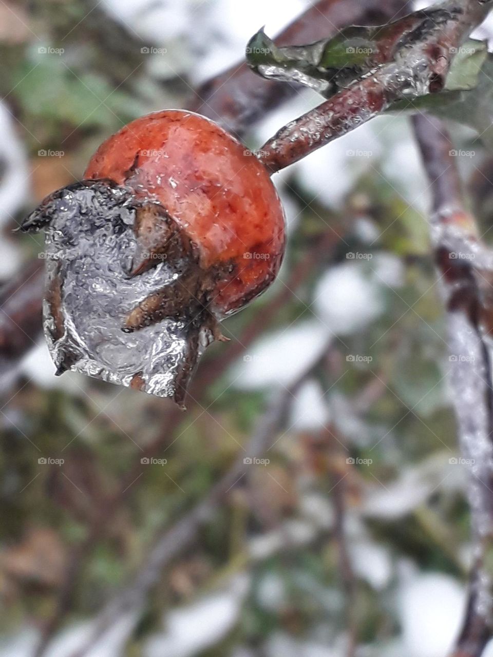 Berry with ice