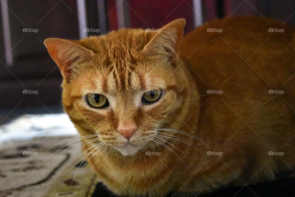 A very cute orange cat