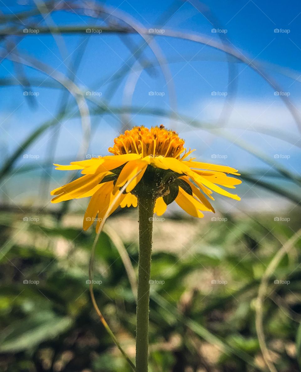 Encontrei essa linda flor amarela na beira da praia de cumuruxatiba Bahia Brasil, e me senti na obrigação de registrar o momento!