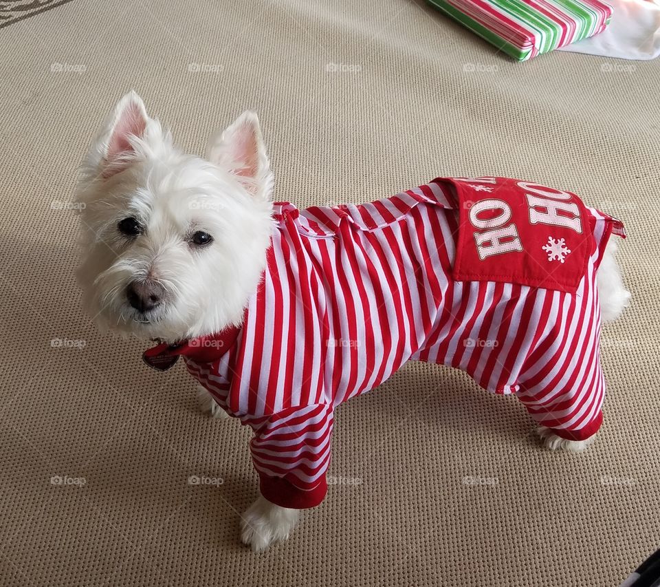Adorable Westie on Christmas morning