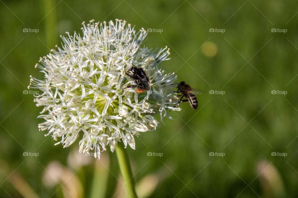 Dandelion