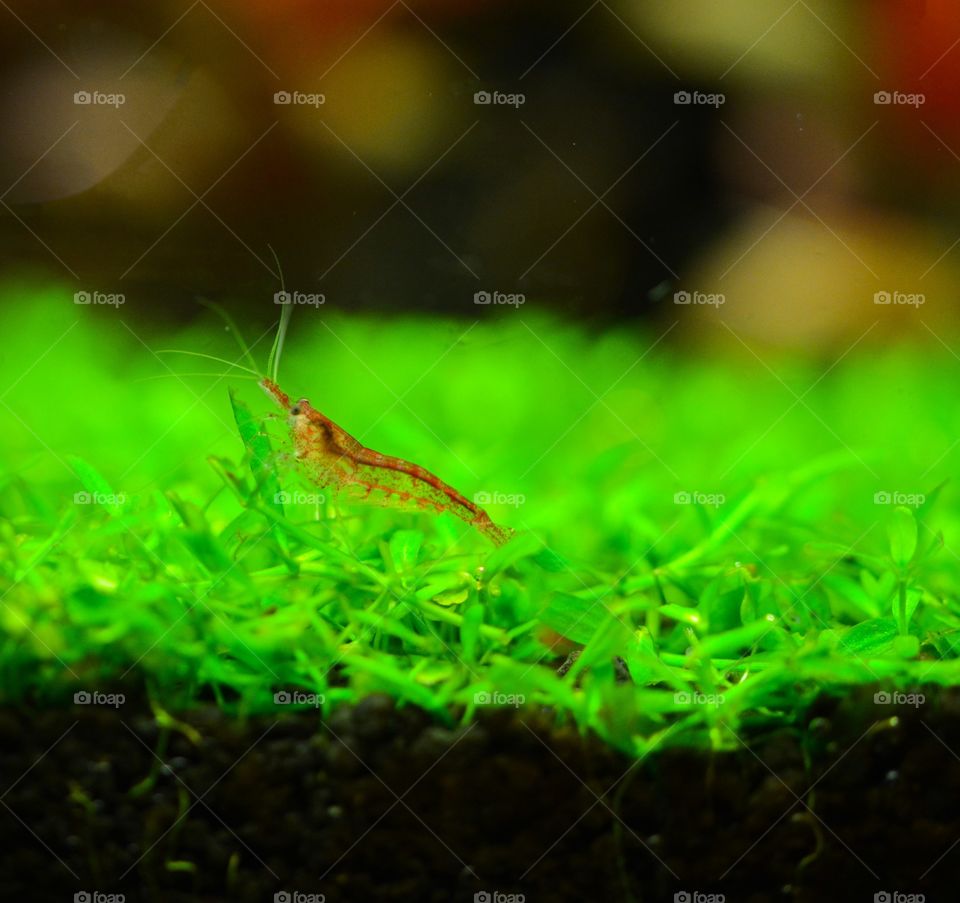 Close-up of a shrimp in a fresh water aquarium