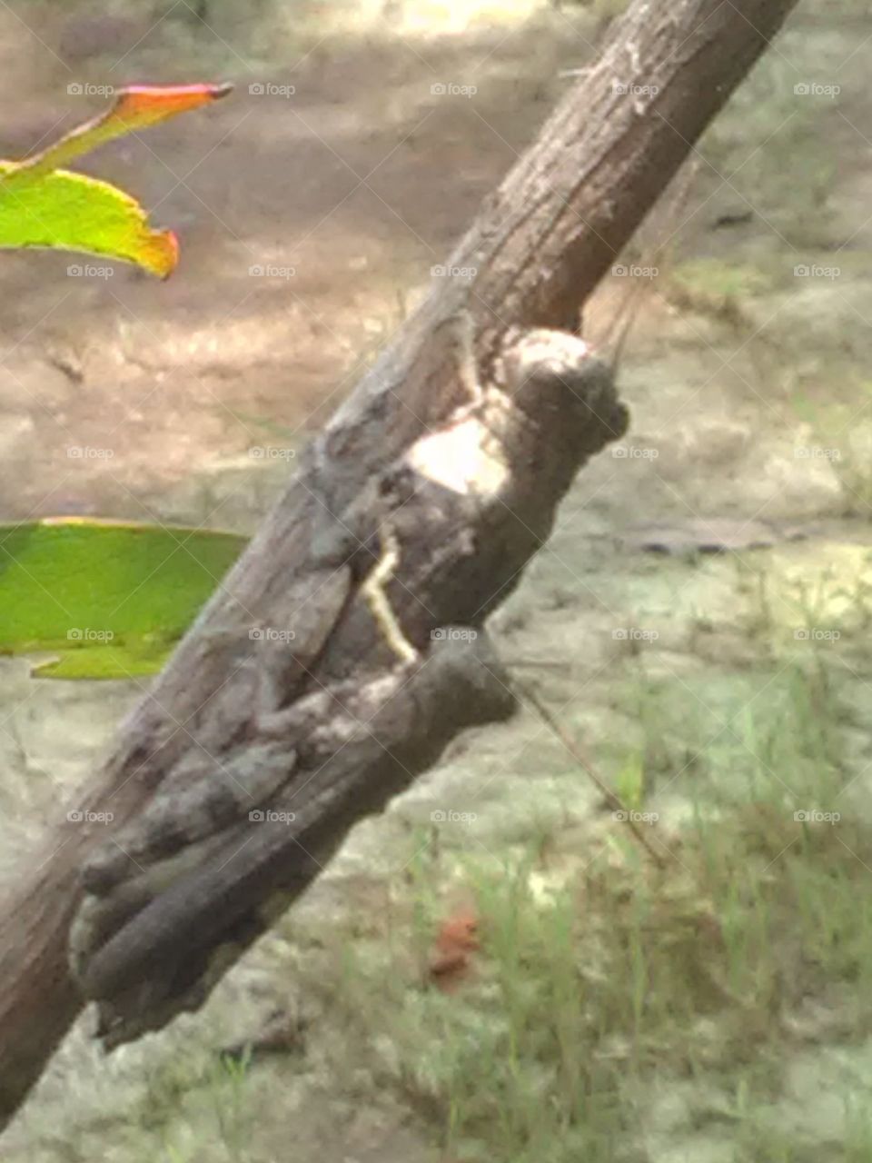 This tidda is learning to hunt on your child by picking up your child.