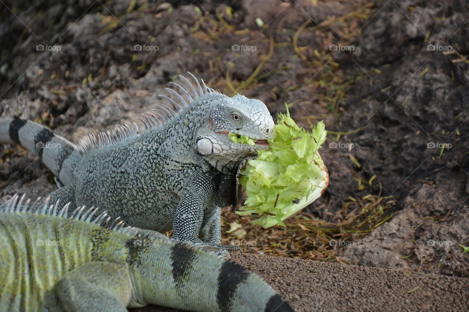 Iguana eating salad