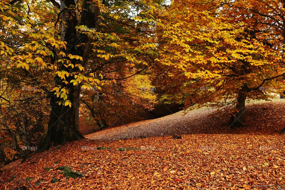 Colorful forest 