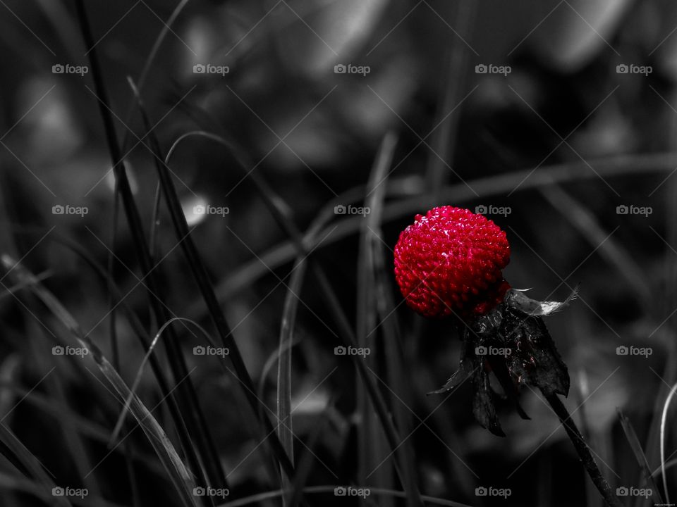 Fresa silvestre
 Wild strawberry