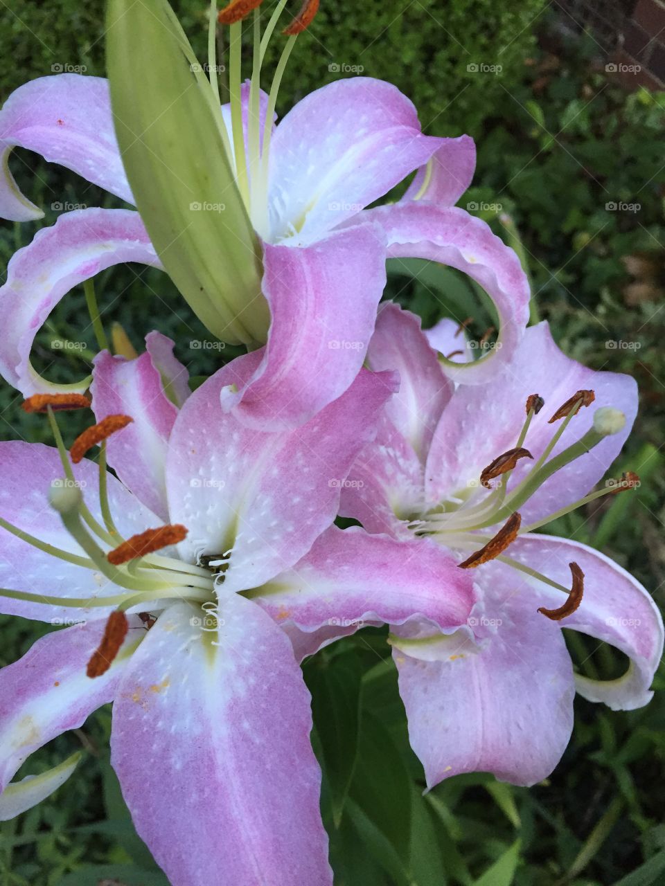 Gorgeous light pink lilies from the garden.