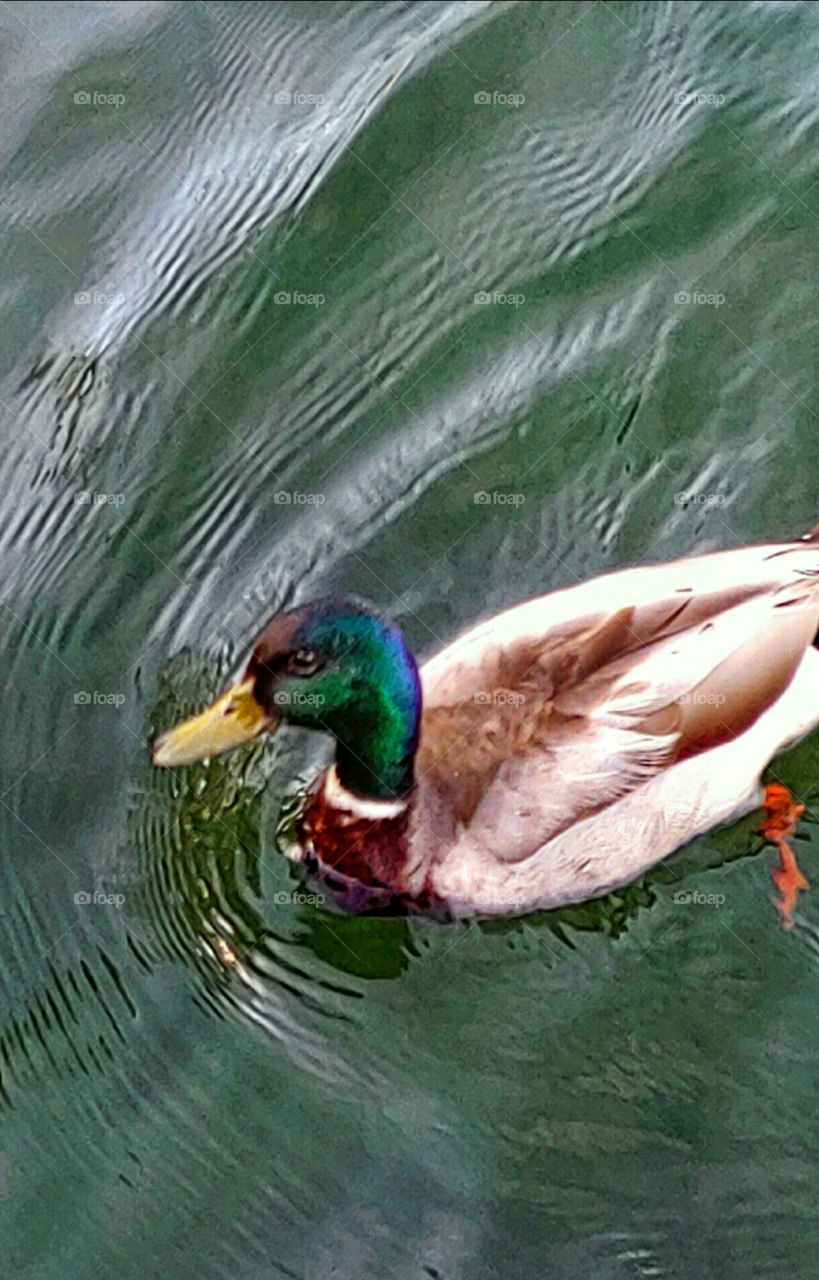 A Colorful Duck!