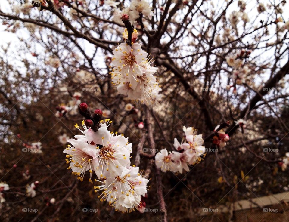 spring flowers yellow flower by a.bilbaisi