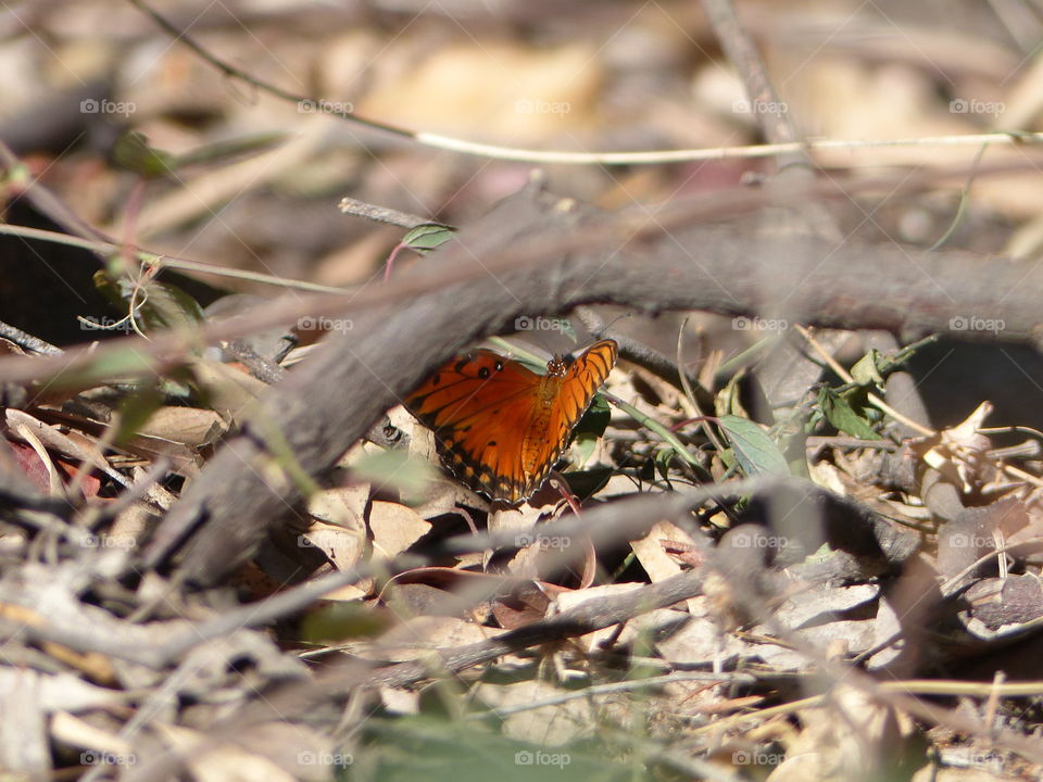 Butterfly on ground from distance 