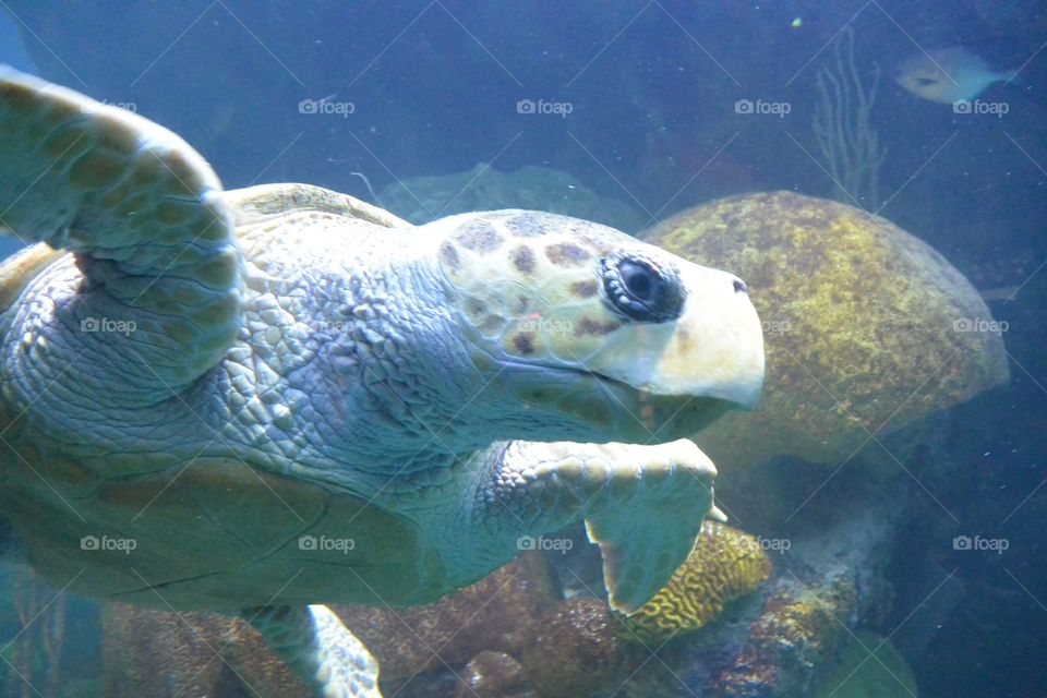 Turtle swims in an aquarium.