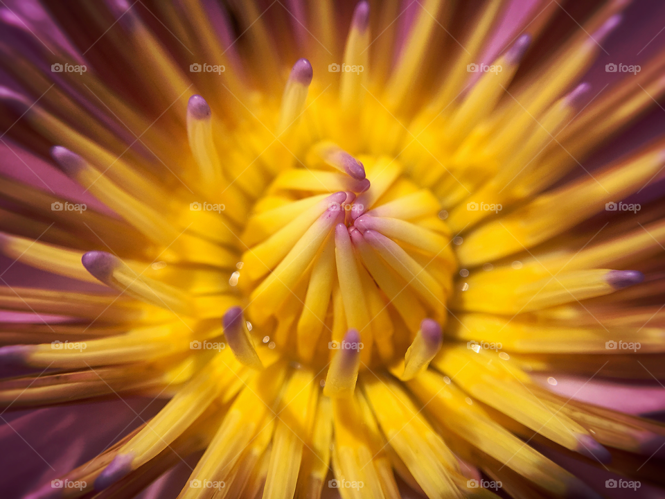 Extreme close-up of a yellow flower